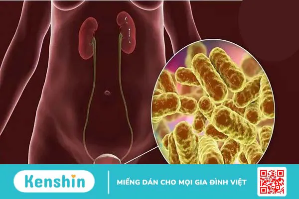 Hoa cẩm tú cầu có độc không? 9 lợi ích tốt cho sức khoẻ và các lưu ý