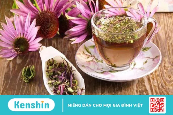 Hoa Cúc tím (Echinacea) là gì? Công dụng và lưu ý khi sử dụng