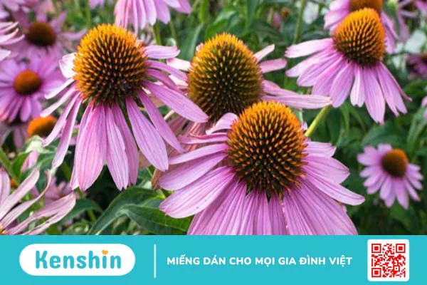 Hoa Cúc tím (Echinacea) là gì? Công dụng và lưu ý khi sử dụng