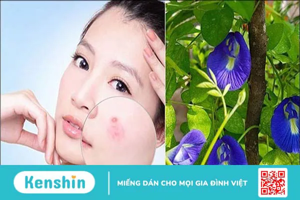 Hoa đậu biếc có tác dụng gì? 15 tác dụng và thận trọng khi sử dụng