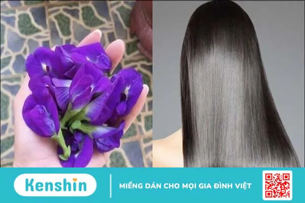 Hoa đậu biếc có tác dụng gì? 15 tác dụng và thận trọng khi sử dụng