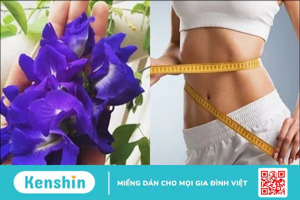 Hoa đậu biếc có tác dụng gì? 15 tác dụng và thận trọng khi sử dụng