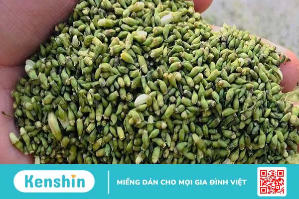 Hoa hòe có tác dụng gì? 7 Lợi ích đối với sức khỏe và những lưu ý