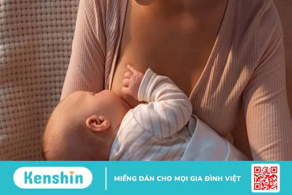 Hoàng bá có tác dụng gì? 17 bài thuốc chữa bệnh từ cây hoàng bá