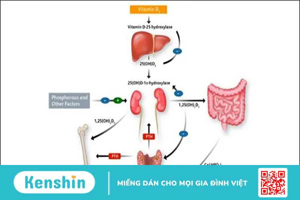 Hướng dẫn bổ sung vitamin D cho trẻ sơ sinh đúng cách