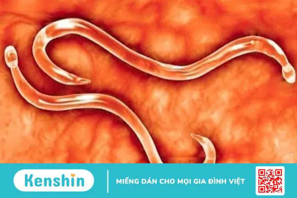 Hướng dẫn sử dụng thuốc tẩy giun đúng cách an toàn và hiệu quả