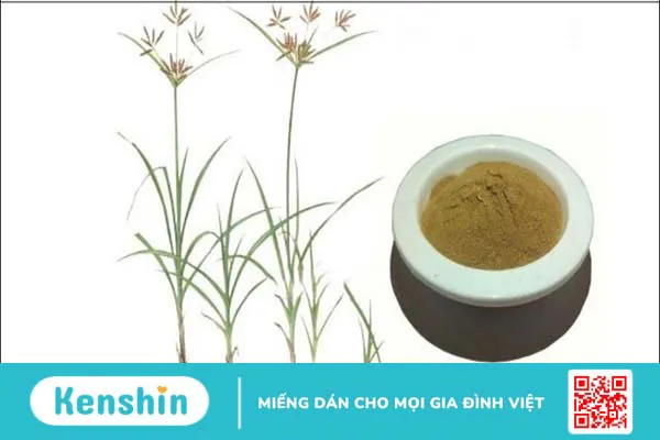 Hương phụ có tác dụng gì? 8 lợi ích và một số bài thuốc tốt cho phụ nữ