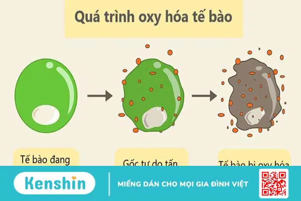 Hương phụ có tác dụng gì? 8 lợi ích và một số bài thuốc tốt cho phụ nữ