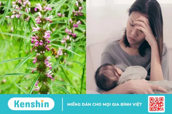 Ích mẫu: Cách dùng, liều dùng, lưu ý khi sử dụng