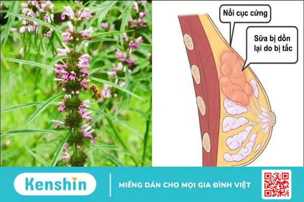 Ích mẫu: Cách dùng, liều dùng, lưu ý khi sử dụng