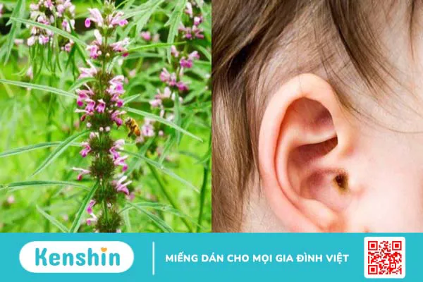 Ích mẫu: Cách dùng, liều dùng, lưu ý khi sử dụng