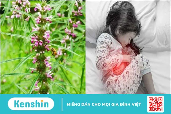 Ích mẫu: Cách dùng, liều dùng, lưu ý khi sử dụng