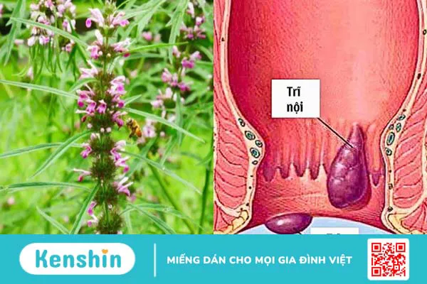 Ích mẫu: Cách dùng, liều dùng, lưu ý khi sử dụng