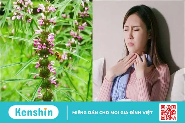 Ích mẫu: Cách dùng, liều dùng, lưu ý khi sử dụng