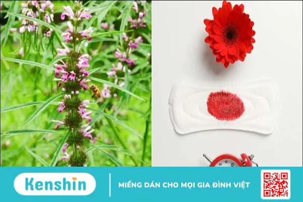 Ích mẫu: Cách dùng, liều dùng, lưu ý khi sử dụng