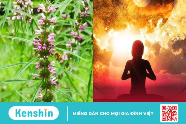 Ích mẫu: Cách dùng, liều dùng, lưu ý khi sử dụng