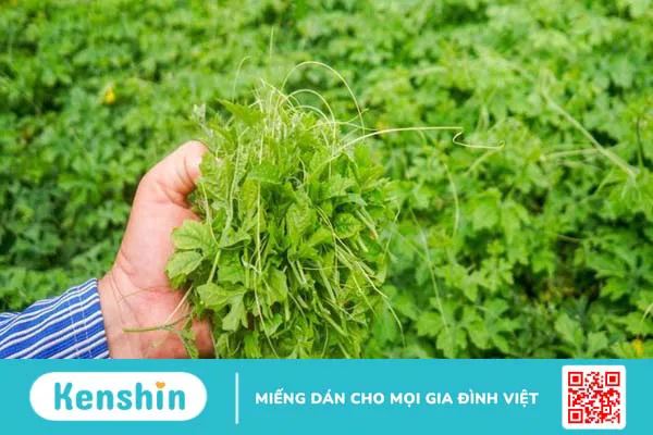 Khổ qua bao nhiêu calo? Cách ăn khổ qua giảm cân, giữ dáng hiệu quả