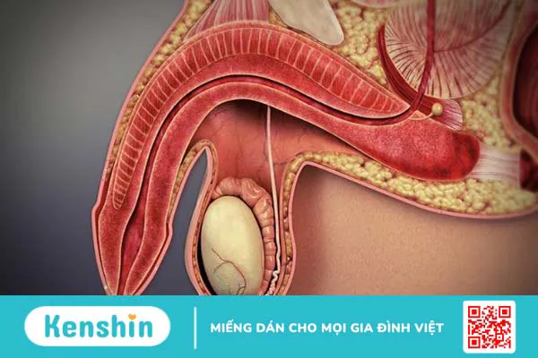 L-arginine là gì? Công dụng, cách dùng, thực phẩm chứa L-arginine