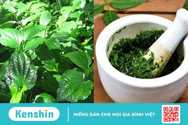 Lá lốt có tác dụng gì? Cách dùng, liều dùng, bài thuốc và tác dụng phụ