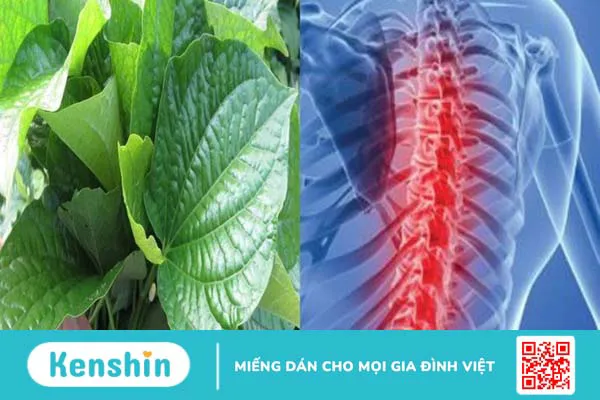 Lá lốt có tác dụng gì? Cách dùng, liều dùng, bài thuốc và tác dụng phụ