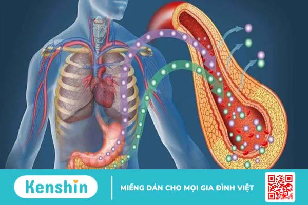 Lá sen có tác dụng gì? Đối tượng nên lưu ý khi sử dụng