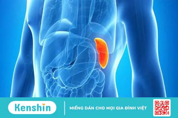 Lách to có nguy hiểm không? Cách điều trị lá lách to