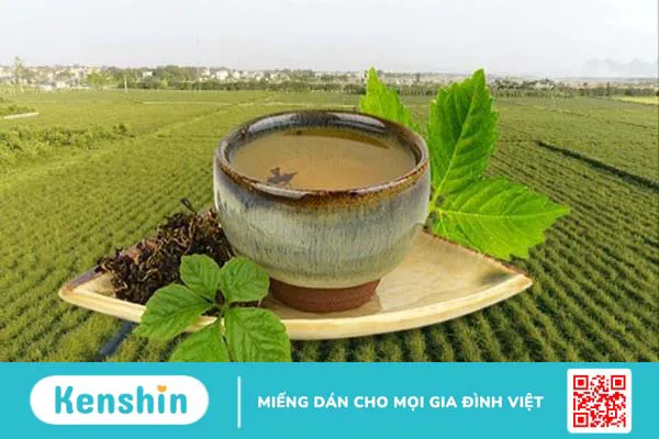 Liều dùng, cách dùng, lưu ý khi sử dụng Giảo cổ lam