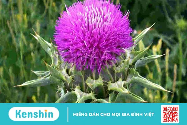 Liều dùng, cách dùng, lưu ý khi sử dụng Milk Thistle (Kế sữa)