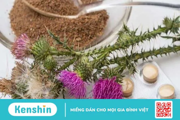 Liều dùng, cách dùng, lưu ý khi sử dụng Milk Thistle (Kế sữa)