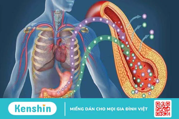 Lợi ích của Giảo cổ lam trong ổn định huyết áp