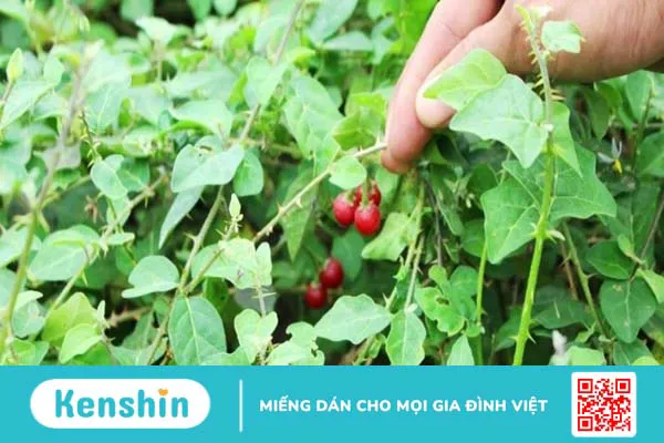 Lưu ý khi dùng cà gai leo bạn không nên bỏ qua