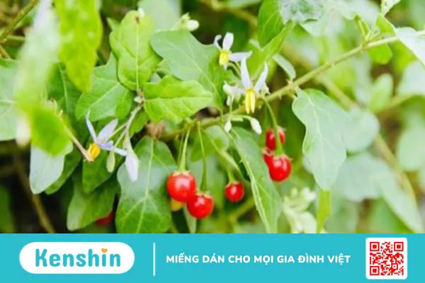 Lưu ý khi dùng cà gai leo bạn không nên bỏ qua