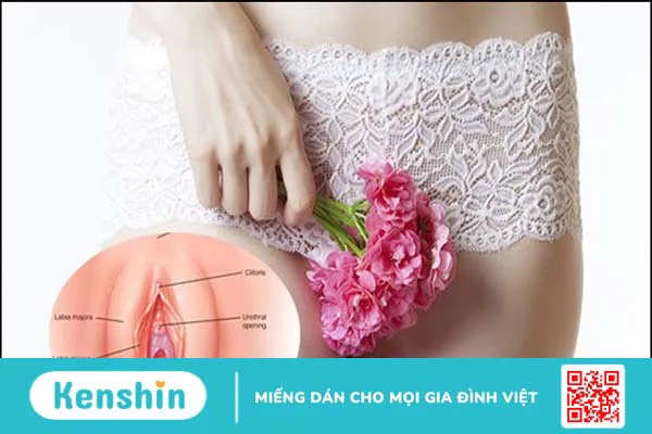 Màng trinh: vị trí, hình thành cấu tạo, và những điều bạn nên biết