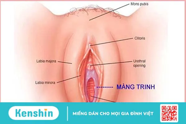 Màng trinh: vị trí, hình thành cấu tạo, và những điều bạn nên biết