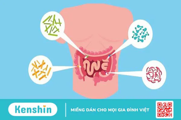 Men vi sinh là gì? Cách sử dụng men vi sinh đúng cách an toàn và hiệu quả