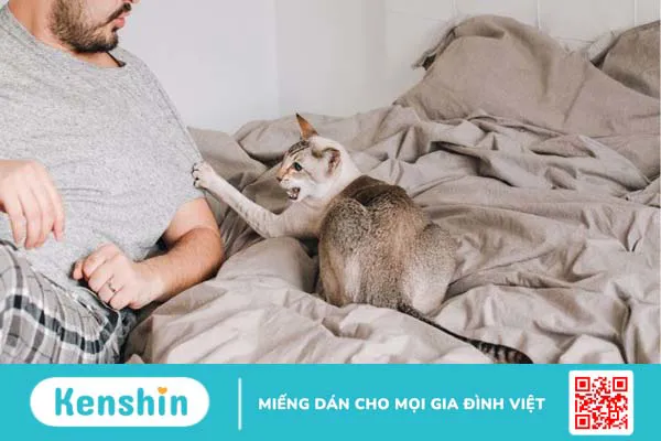 Mèo cắn, cào chảy máu có bị bệnh dại không? Cách xử lý vết thương