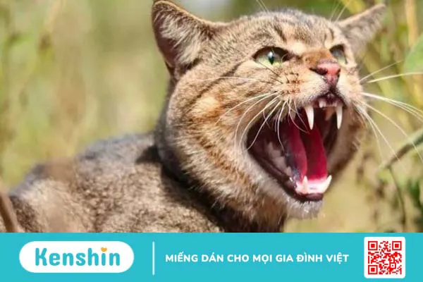 Mèo cắn, cào chảy máu có bị bệnh dại không? Cách xử lý vết thương