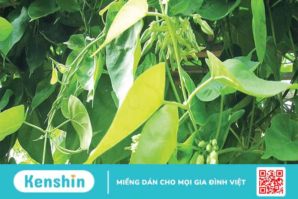 Mẹo chữa bệnh trĩ tại nhà bằng thảo dược tự nhiên