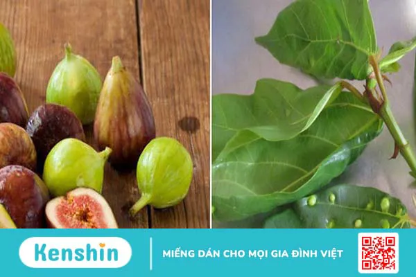 Mẹo chữa bệnh trĩ tại nhà bằng thảo dược tự nhiên