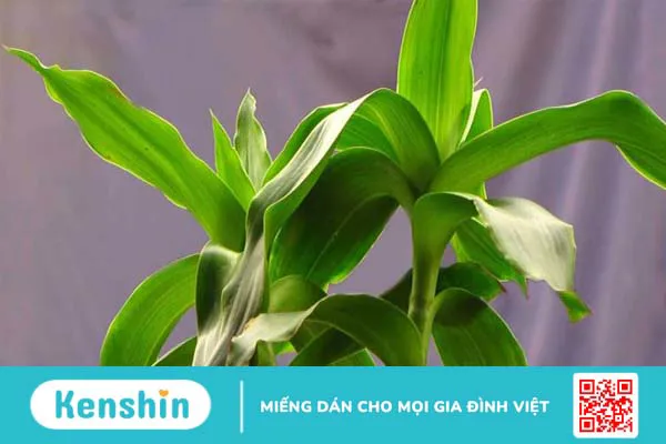 Mẹo chữa viêm nha chu đơn giản