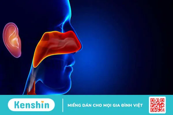 Mối liên quan giữa tai mũi họng có thể bạn chưa biết