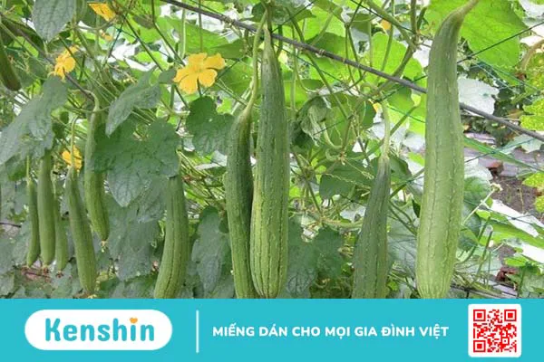 Mướp bao nhiêu calo? Ăn mướp có giảm cân không? Cách ăn không tăng cân