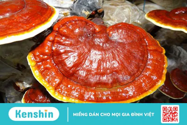 Nấm linh chi có tác dụng gì? 7 tác dụng của nấm linh chi trong y học