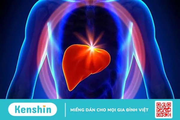 Nấm linh chi có tác dụng gì? 7 tác dụng của nấm linh chi trong y học