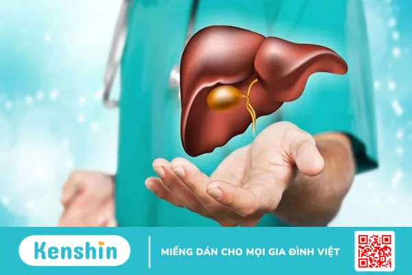 Nấm linh chi: Tác dụng, cách dùng, lưu ý khi sử dụng