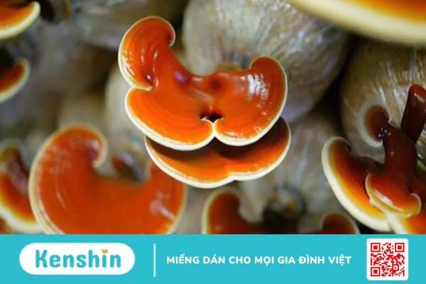 Nấm linh chi: Tác dụng, cách dùng, lưu ý khi sử dụng