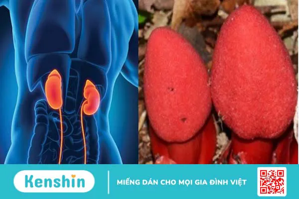 Nấm ngọc cẩu có tác dụng gì? Có thật sự là “thần dược” của nam giới