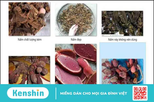 Nấm ngọc cẩu có tác dụng gì? Có thật sự là “thần dược” của nam giới