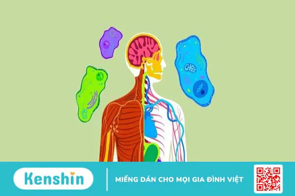 Natri clorua (muối) là gì? Lợi ích, cách dùng, liều dùng, tác dụng phụ của natri clorua