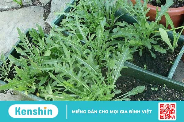 Người bệnh thận nên ăn gì? 21 thực phẩm tốt cho thận bạn nên biết